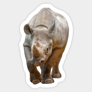 Black Rhino Sticker